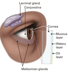 Dry Eye Disease