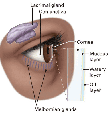 Dry Eye and Ocular Surface Disease - Canterbury Eyecare